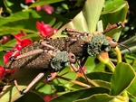 African Bush Grasshopper