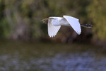 Flying Great Egret with branch, Venice Rookery, Florida