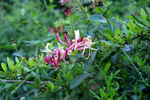 Buchan Park - 02
