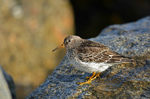 November 2016 - Purple Sandpiper