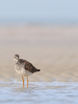 Greater Yellowlegs, Fort De Soto, Florida