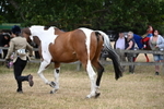 WJ6_8161