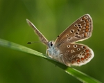 Common Blue