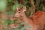Red Brocket Deer, close view, Porto Jofre, Mato Grosso, Brazil