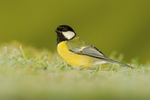 Great Tit portfolio