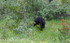 Black Bear