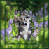 PP3  Do I look cute in the bluebells?