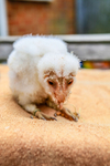 barn owl tyto alba-9720