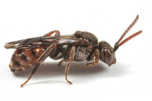 [i]Nomada guttulata[/i] female. Staffordshire garden, May 2015. Found in association with a small nesting colony of […