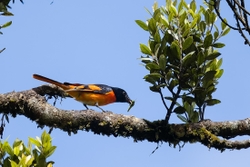 Orange Minivet