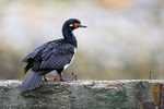 Rock Shag, Carcass Island, Falklands