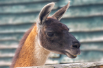 LLamas portfolio