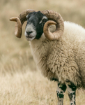 Swaledale Ram 6106117242
