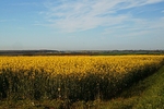 Rapeseed Field (Nottinghmshire)