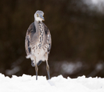 Grey Heron