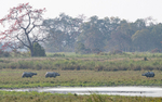 Rhinos