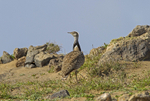Houbara Bustard