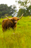 Highland Cow - 8815