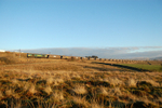 3.12.14 - 66553 4S42 Fiddlers Ferry - Hunterston, Scout Green