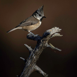 CRESTED TIT 11