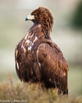 Golden Eagle portfolio