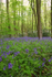 Bluebells   _ WOOD_014