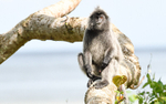 Silver leaf monkey