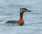 Red-necked Grebe, close view, Farmoor Reservoir