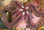 Ophiothrix fragilis