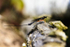 Parasitic wasp