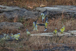 Yellow-footed Green Pigeon portfolio