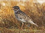 Woodlark