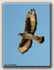African Hawk Eagle