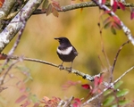 Ring Ouzel