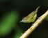 Brown-capped Vireo, Pipeline Trail, Boquete, Panama