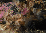 Epizoanthus couchii