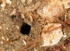 Amalosoma eddystonense (burrow)