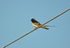 Swallow