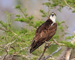 Close approach to Osprey, Blue Cypress Lake, Florida
