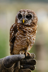 chaco owl Strix chacoensis-7832