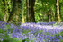 Bluebells near Looe in Cornwall