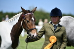 Class 63: Coloured Horse Youngstock portfolio