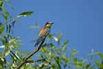 European Bee-eater