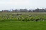 Barnacle Geese
