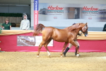 SBM_02265