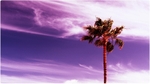 Crossed_Sky