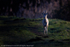 Roe Deer (Capreolus capreolus) in Early Light