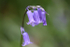 Bluebells   _ WOOD_006