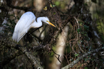 Great Egret scatching, Corkscrew Swamp, Florida
