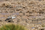 Puna Plover (juvenile) stretches wing, Quepiaco, Chile